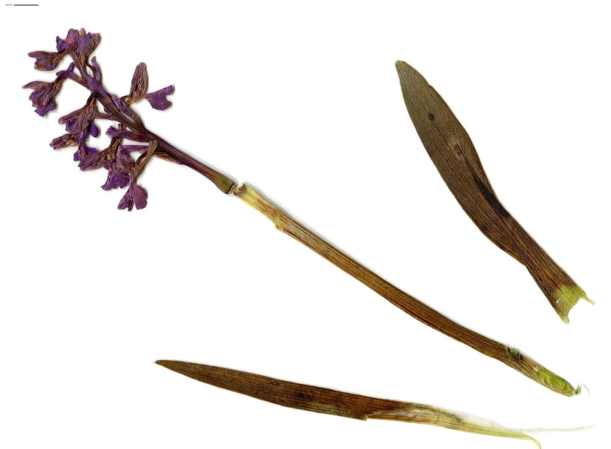 Anacamptis morio subsp. morio (Orchidaceae)